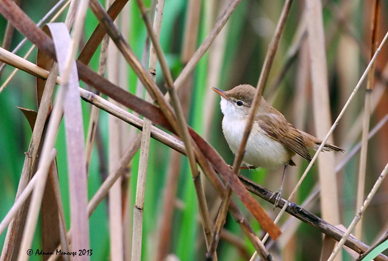 Eurasian Reed Warbler